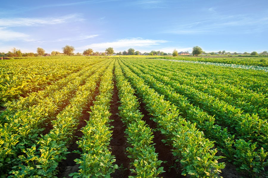 Organic Farm and Business Promoter