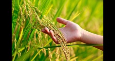 Paddy Cultivator